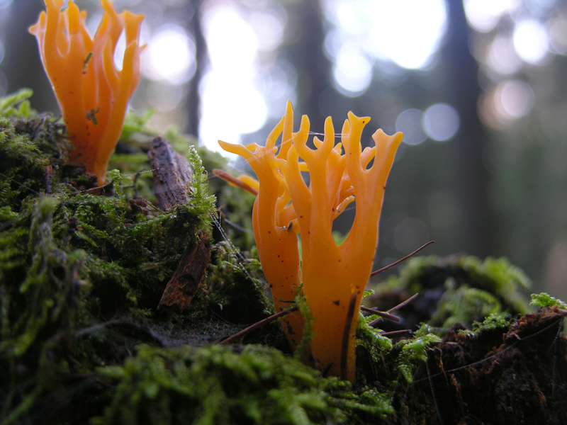 Funghi di gennaio.